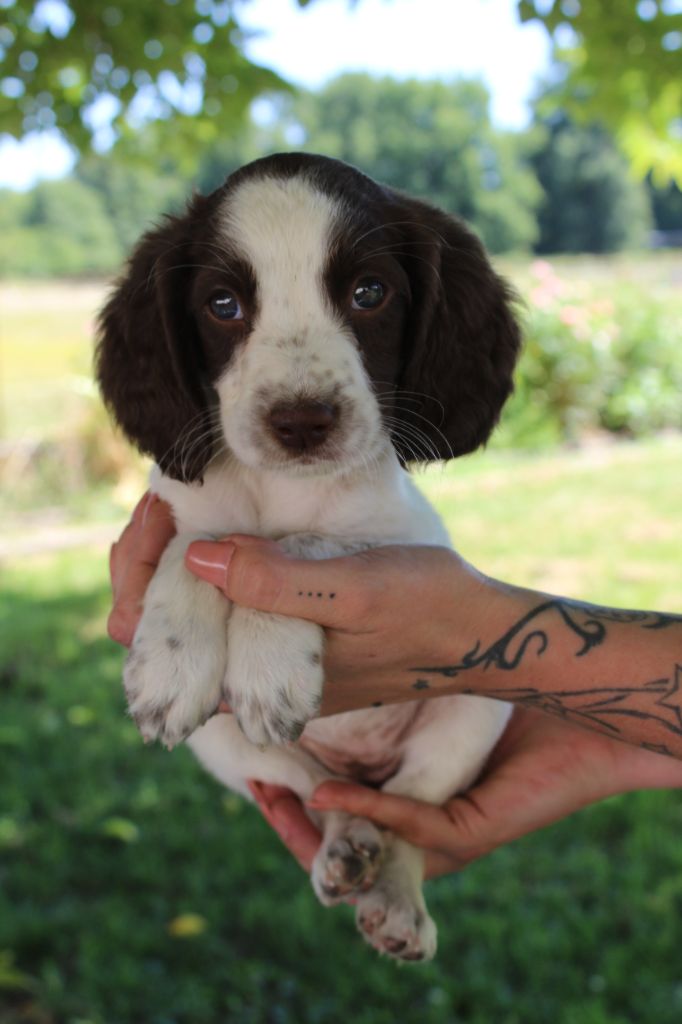 D'Azur Addict - Chiot disponible  - English Springer Spaniel