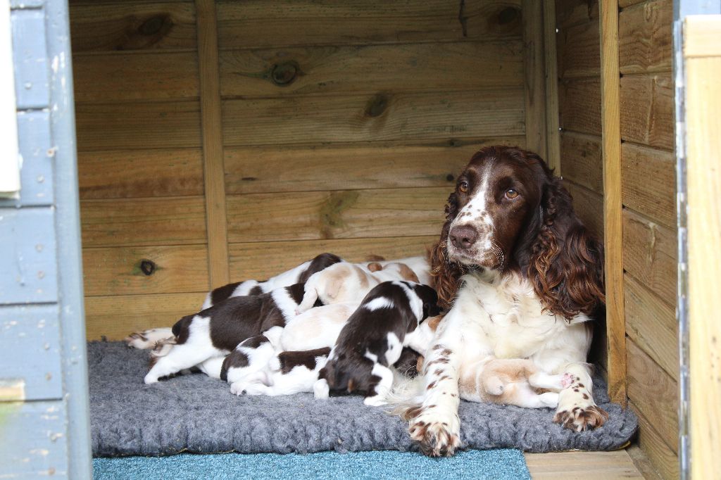 D'Azur Addict - English Springer Spaniel - Portée née le 18/05/2018