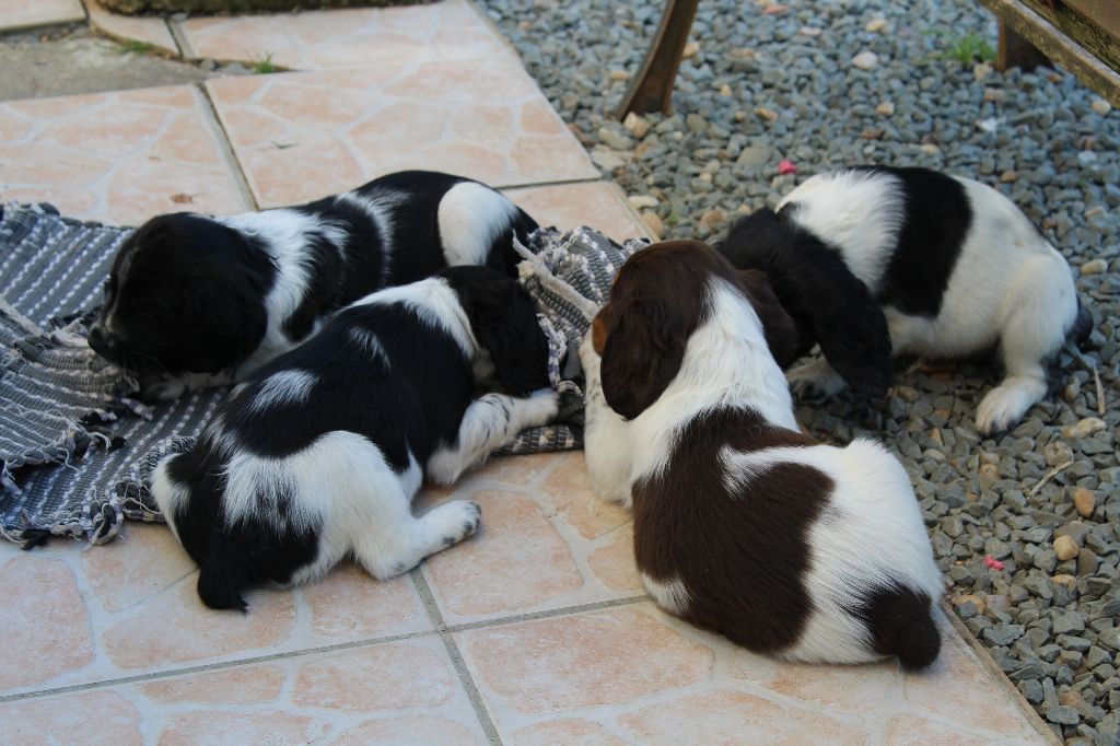 D'Azur Addict - English Springer Spaniel - Portée née le 19/03/2017