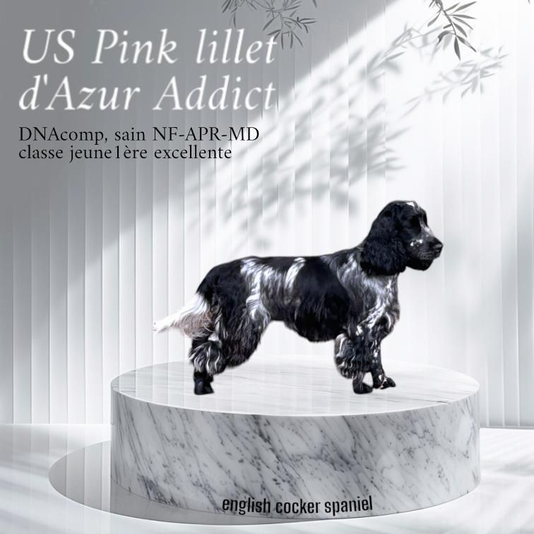 Us pink lillet D'Azur Addict