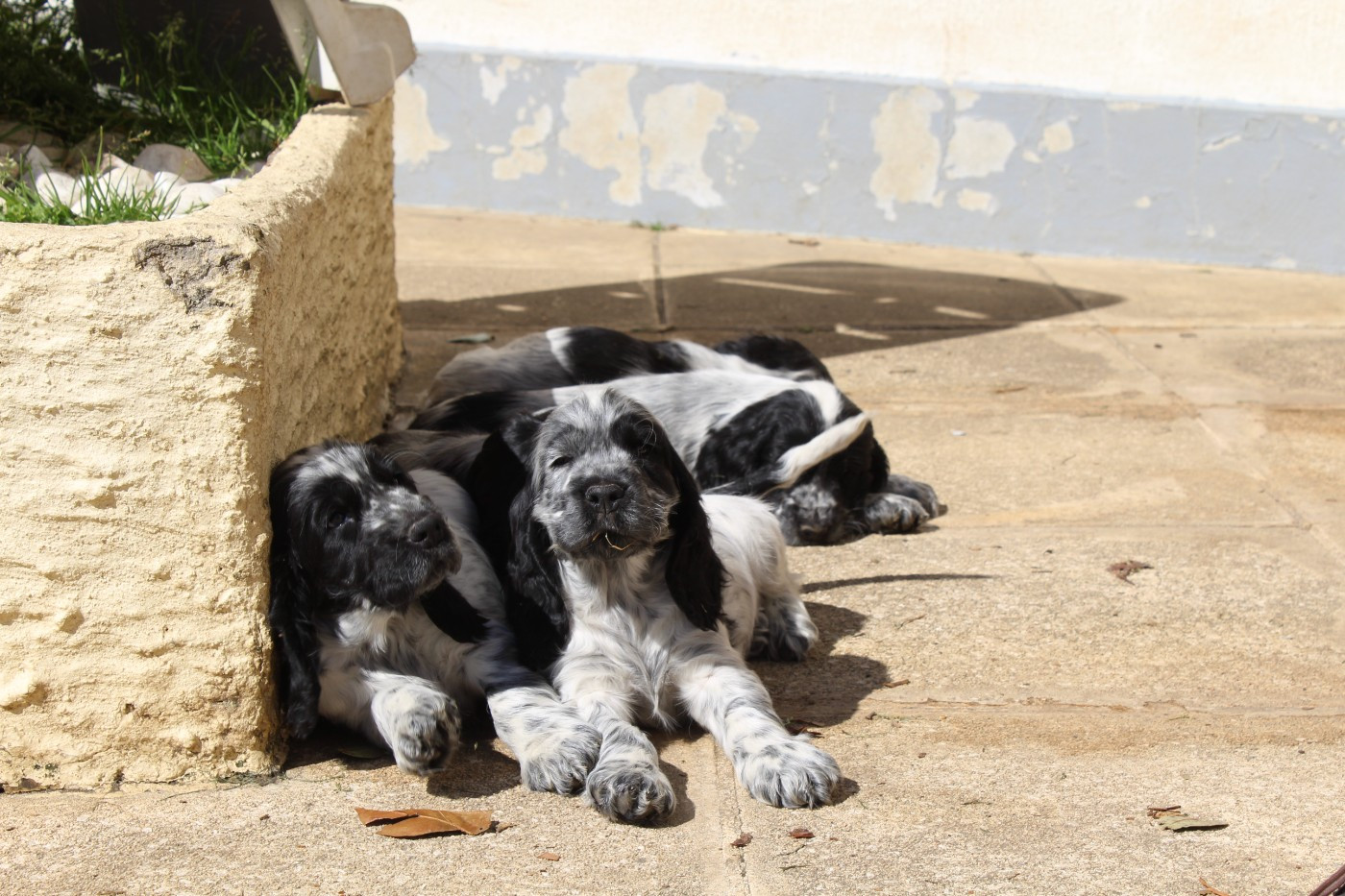 D'Azur Addict - PORTEE NOEL 2025