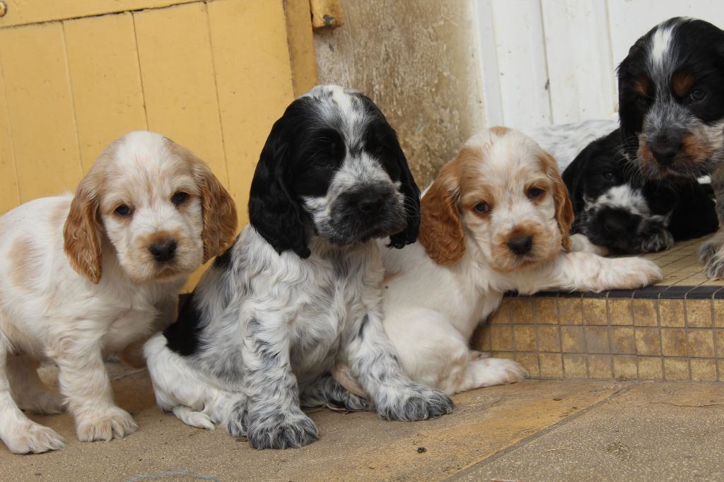 Chiots nées le 23 janvier 2022