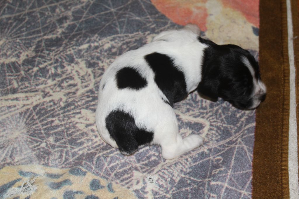 D'Azur Addict - Chiots disponibles - English Springer Spaniel