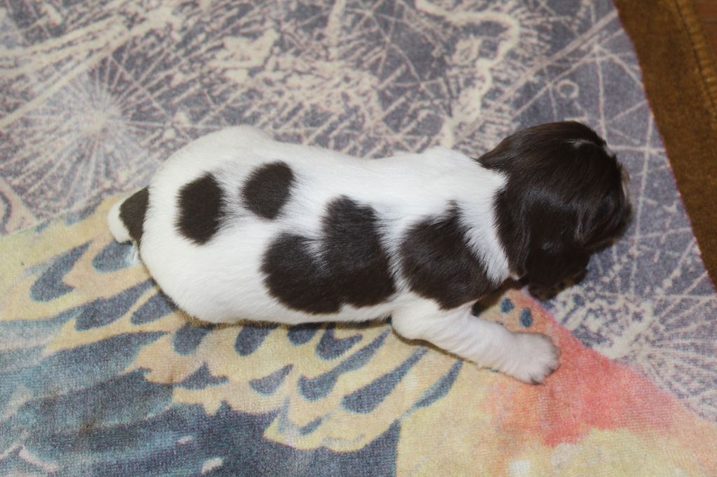 D'Azur Addict - Chiots disponibles - English Springer Spaniel