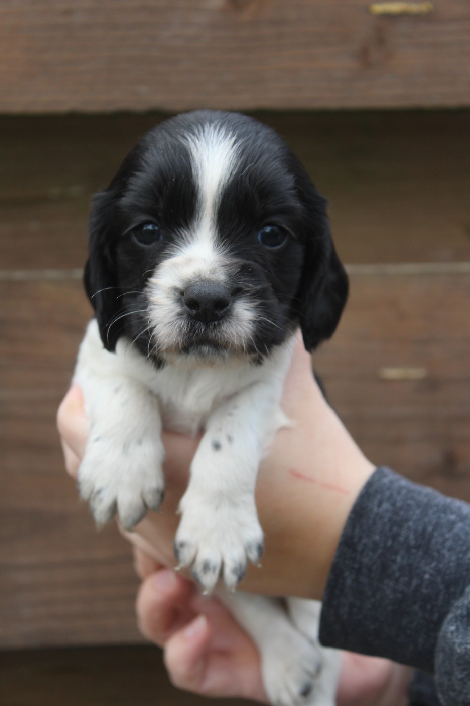 D'Azur Addict - Chiots disponibles - English Springer Spaniel