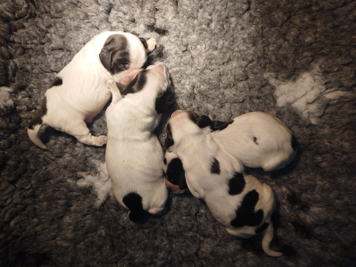 Chiot Cocker Spaniel Anglais D'Azur Addict