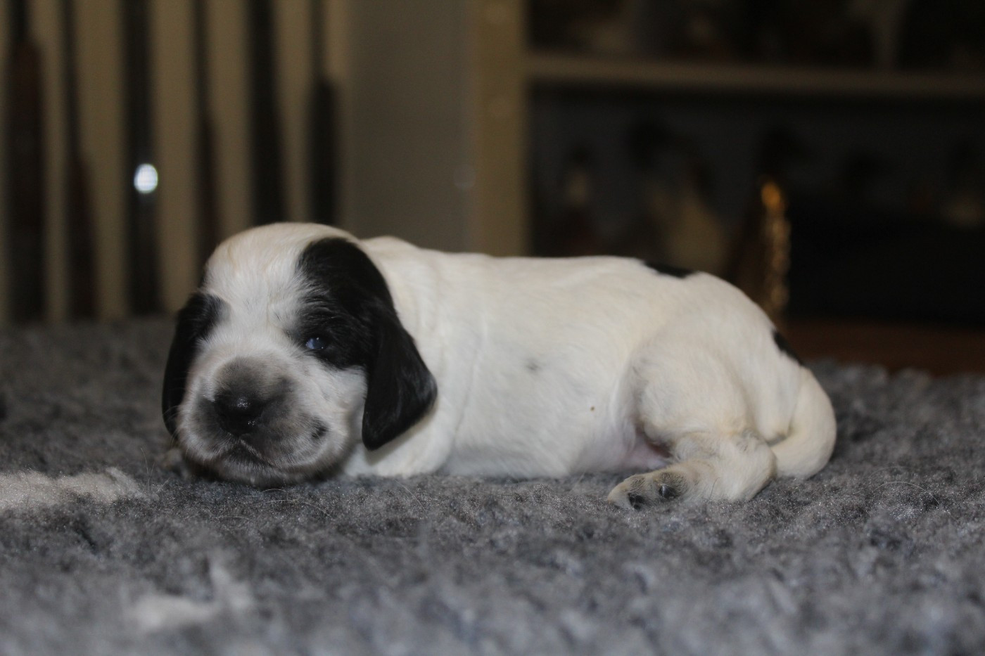 D'Azur Addict - Chiots disponibles - Cocker Spaniel Anglais