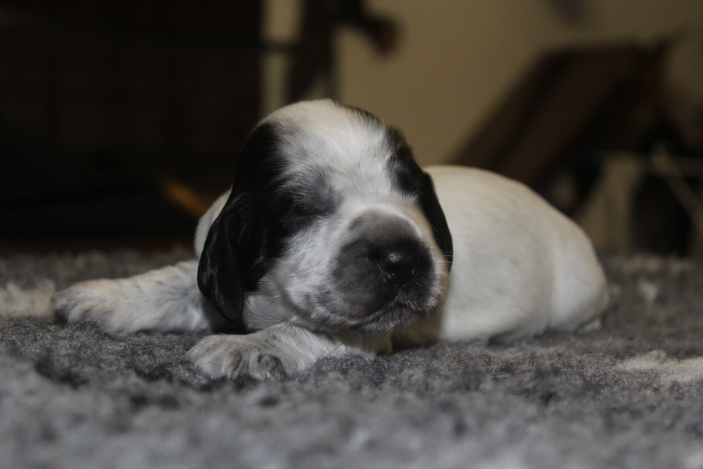 D'Azur Addict - Chiots disponibles - Cocker Spaniel Anglais