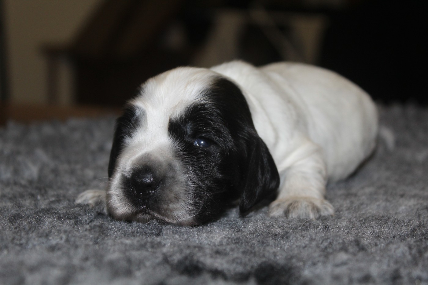 D'Azur Addict - Chiots disponibles - Cocker Spaniel Anglais