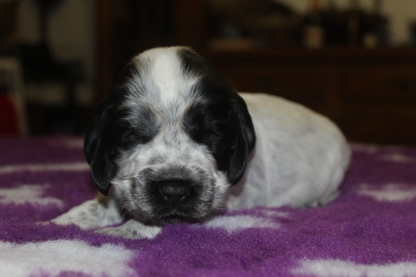 D'Azur Addict - Chiots disponibles - Cocker Spaniel Anglais