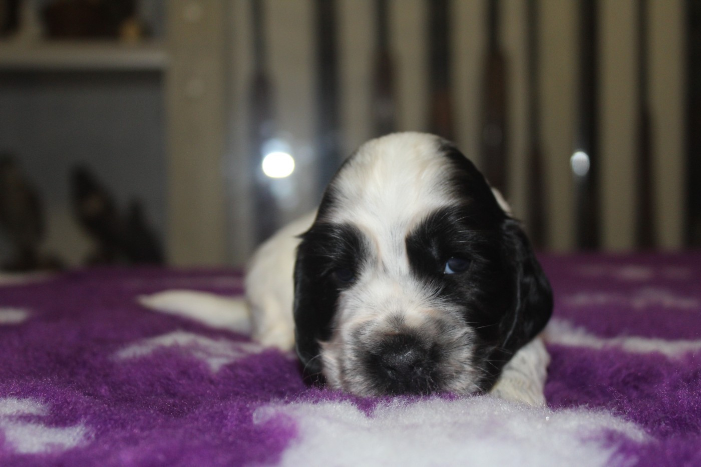 D'Azur Addict - Chiots disponibles - Cocker Spaniel Anglais