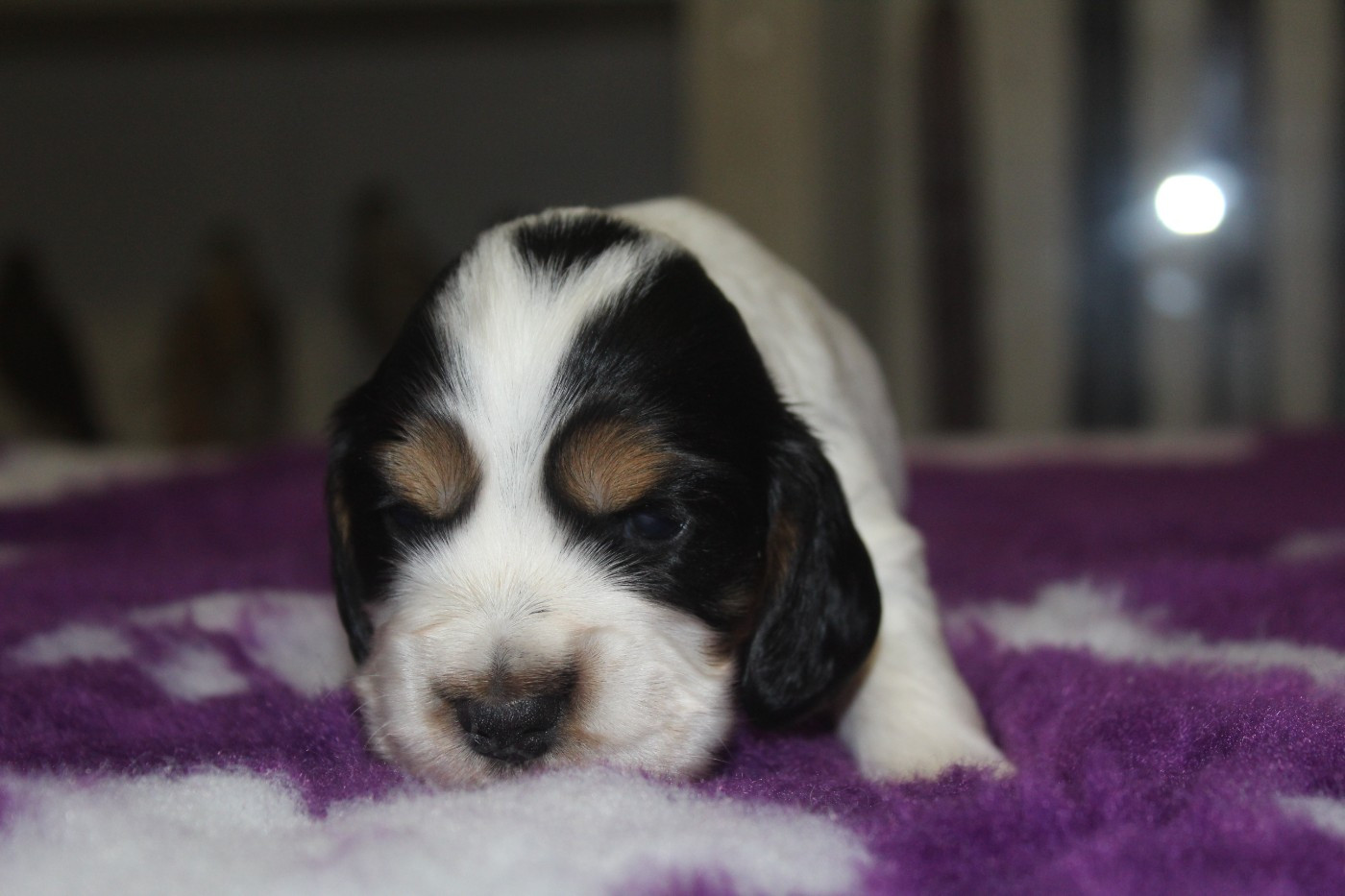 D'Azur Addict - Chiots disponibles - Cocker Spaniel Anglais