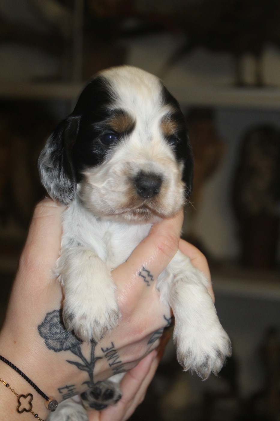 D'Azur Addict - Chiots disponibles - Cocker Spaniel Anglais