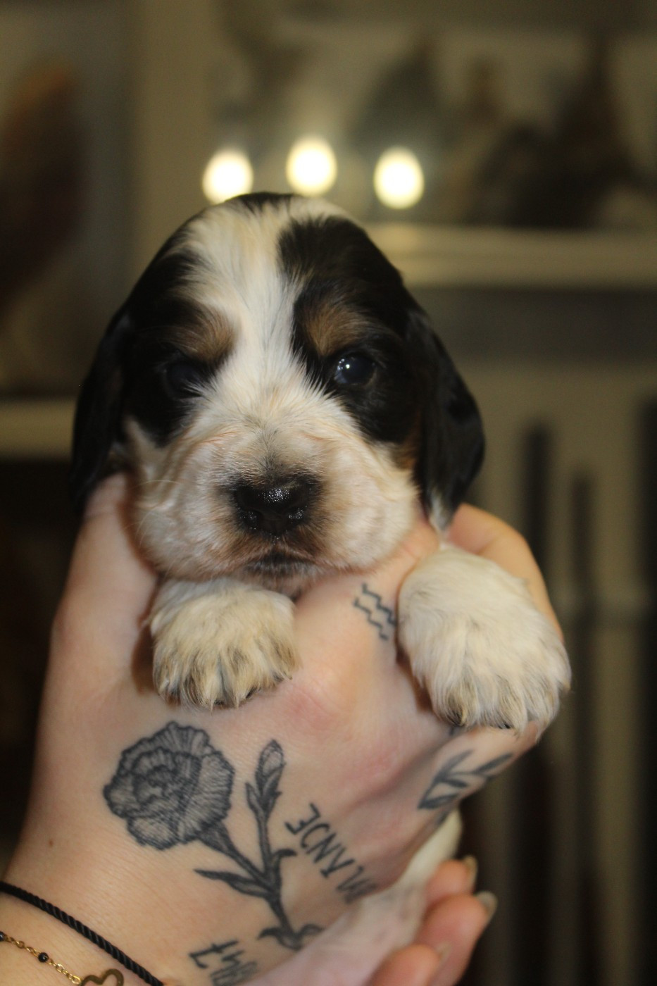 D'Azur Addict - Chiots disponibles - Cocker Spaniel Anglais