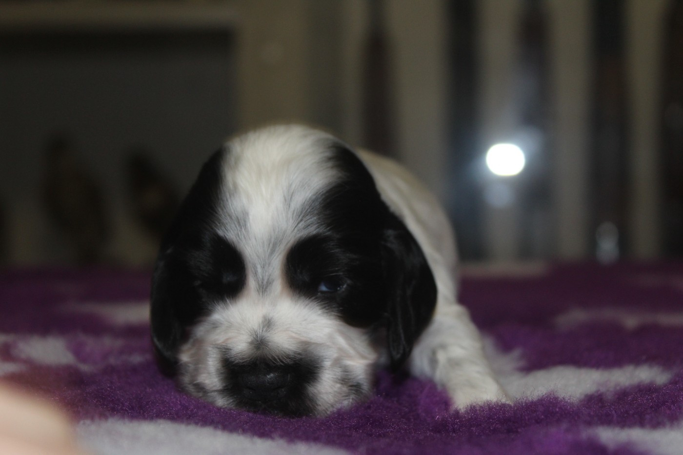 D'Azur Addict - Chiots disponibles - Cocker Spaniel Anglais