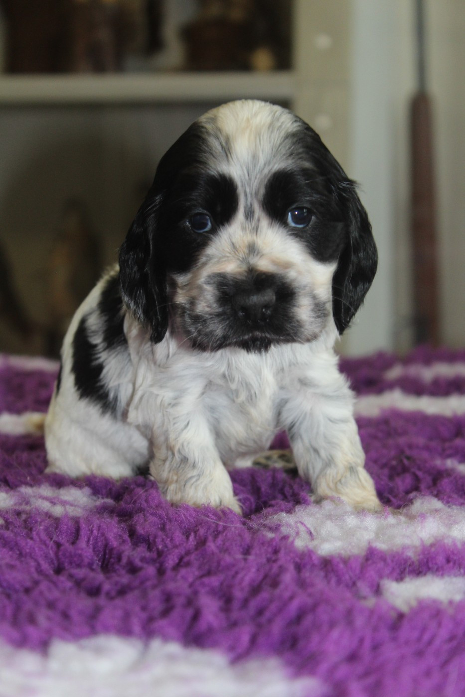 D'Azur Addict - Chiots disponibles - Cocker Spaniel Anglais