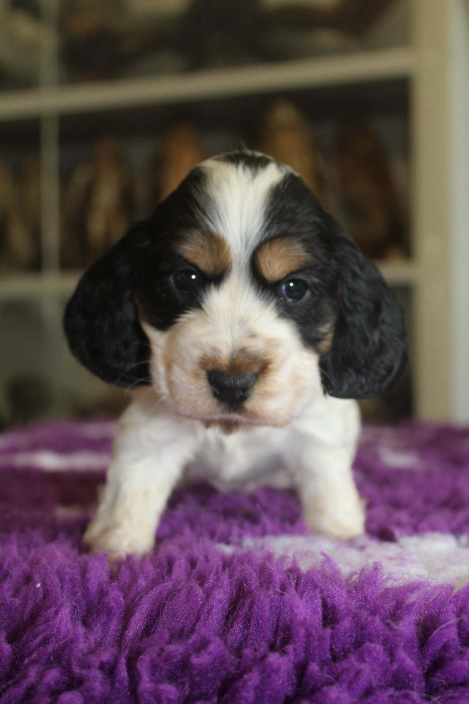 D'Azur Addict - Cocker Spaniel Anglais - Portée née le 24/12/2025