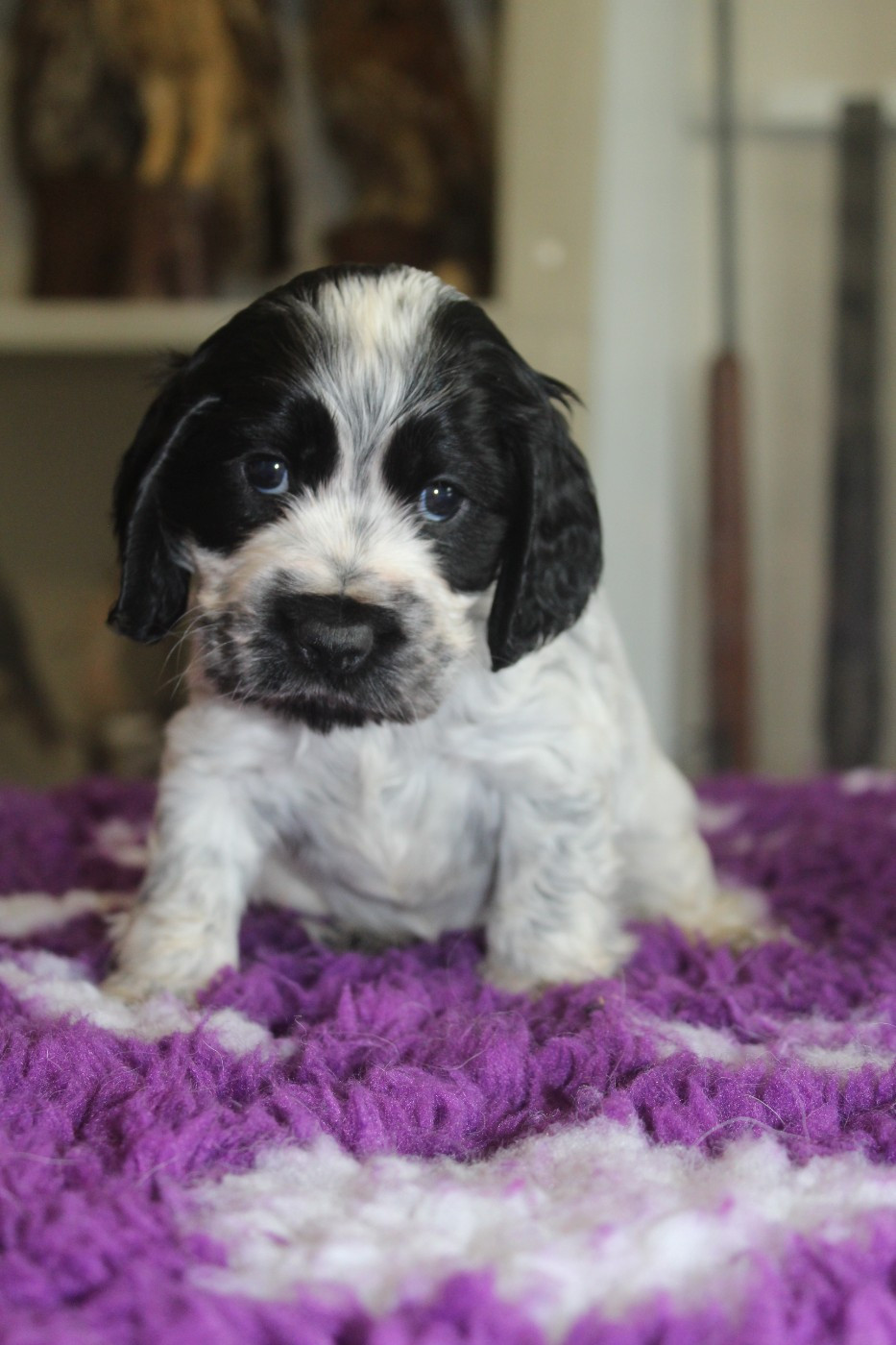 D'Azur Addict - Chiots disponibles - Cocker Spaniel Anglais