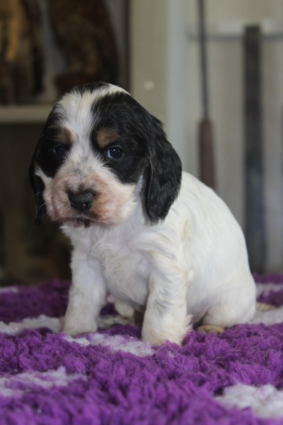 D'Azur Addict - Chiots disponibles - Cocker Spaniel Anglais