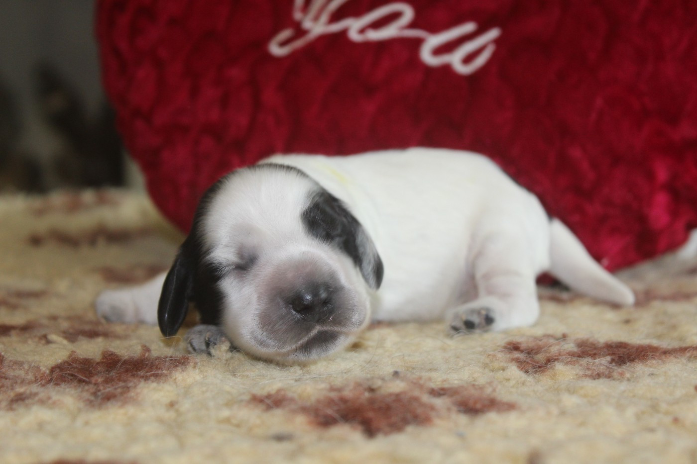 D'Azur Addict - Chiots disponibles - Cocker Spaniel Anglais