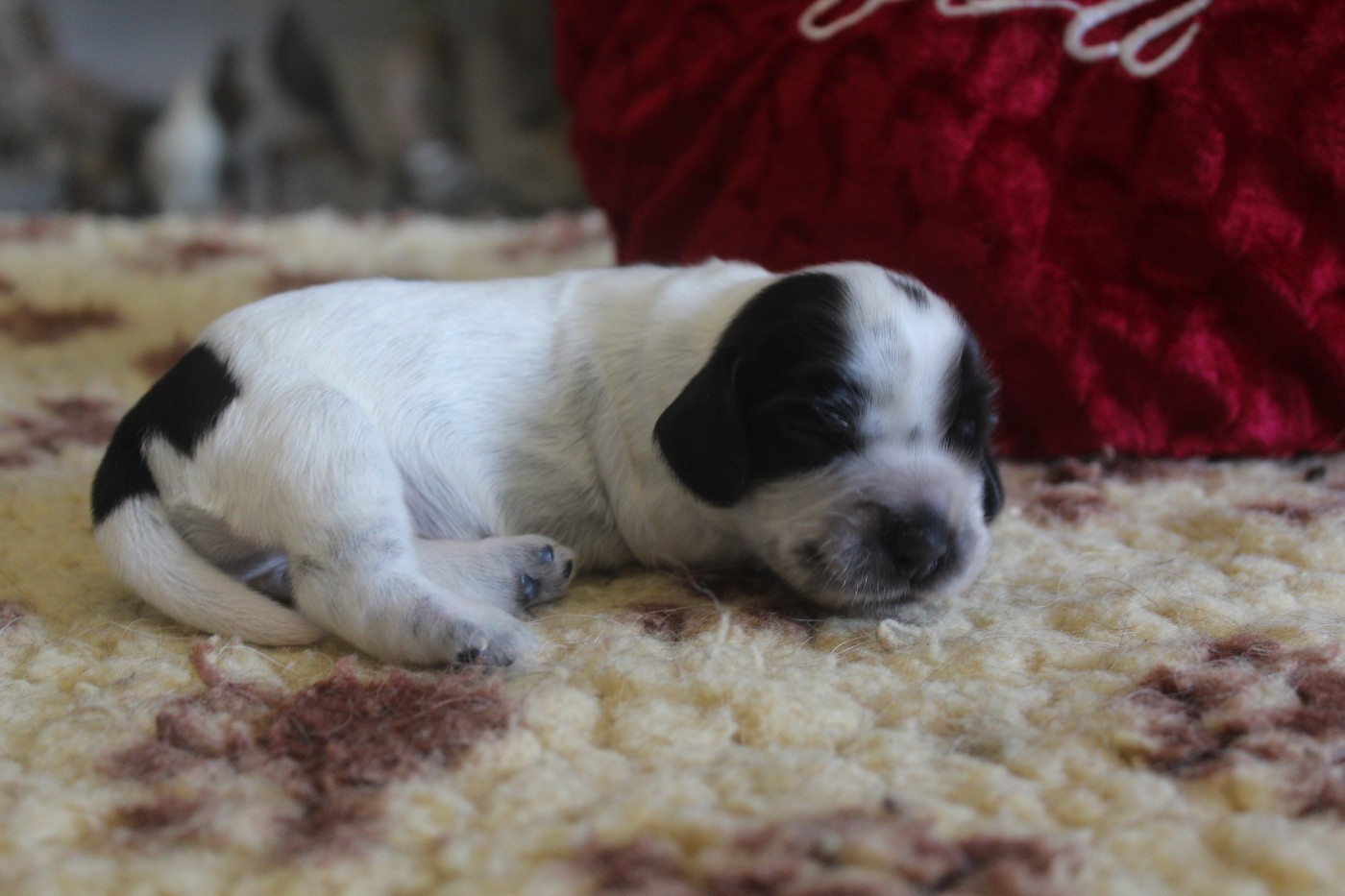 D'Azur Addict - Chiots disponibles - Cocker Spaniel Anglais
