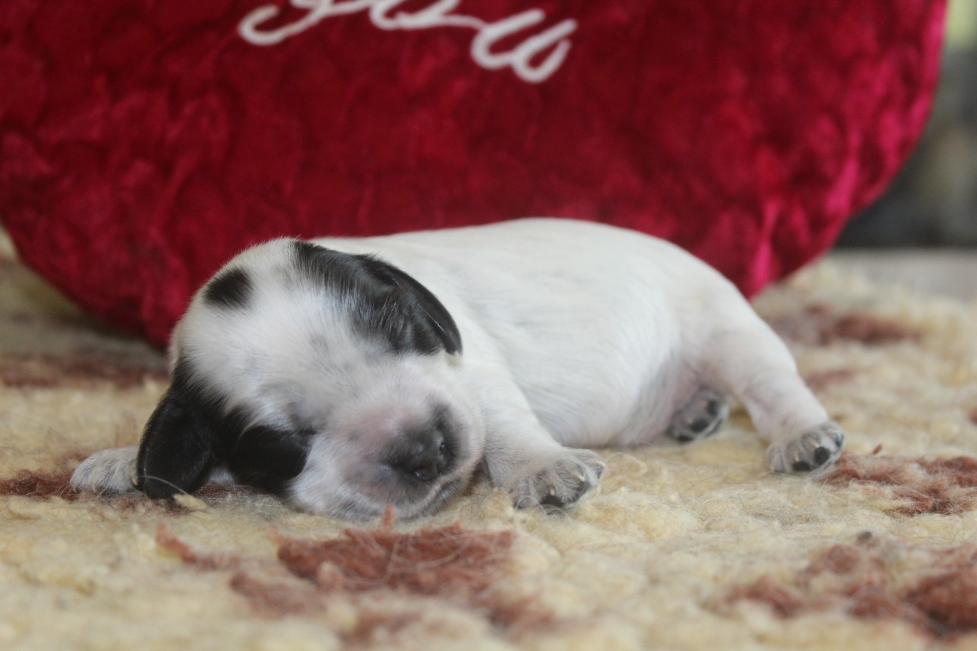 D'Azur Addict - Chiots disponibles - Cocker Spaniel Anglais