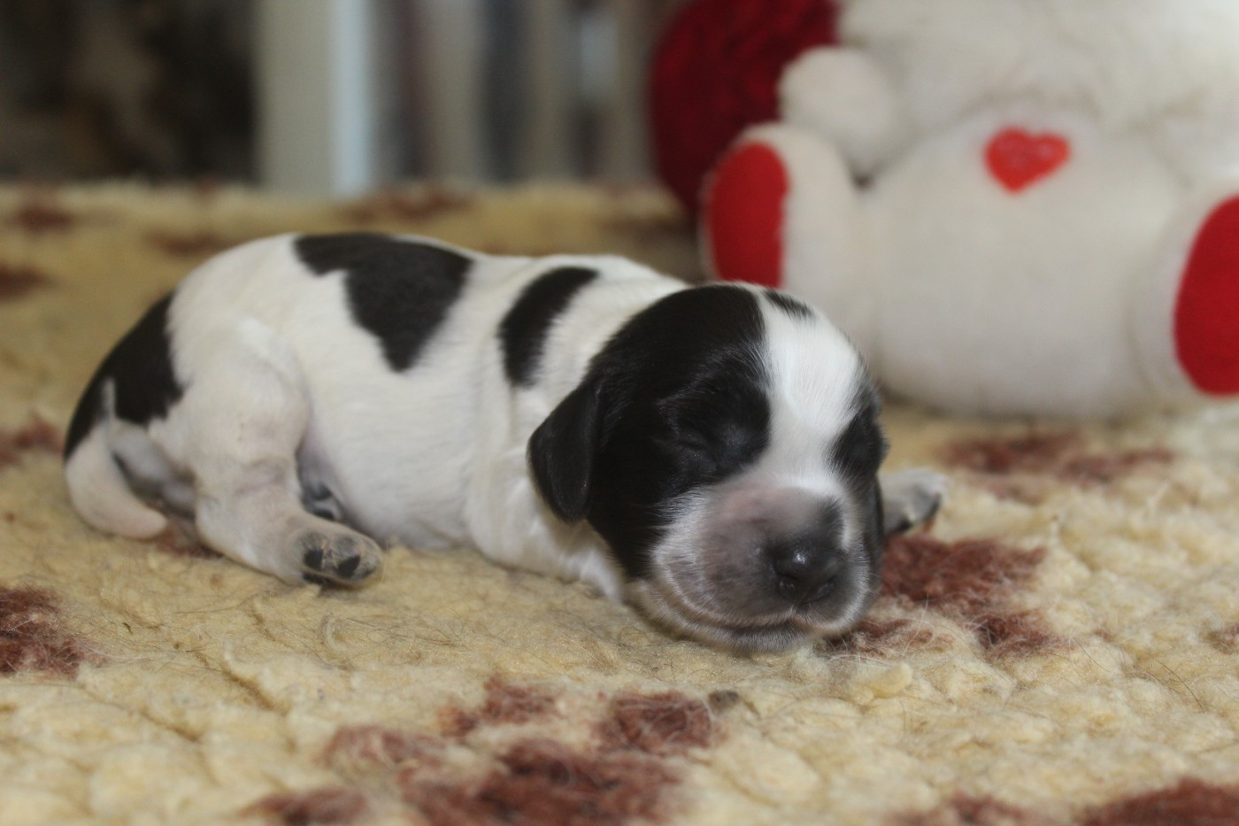 D'Azur Addict - Chiots disponibles - Cocker Spaniel Anglais