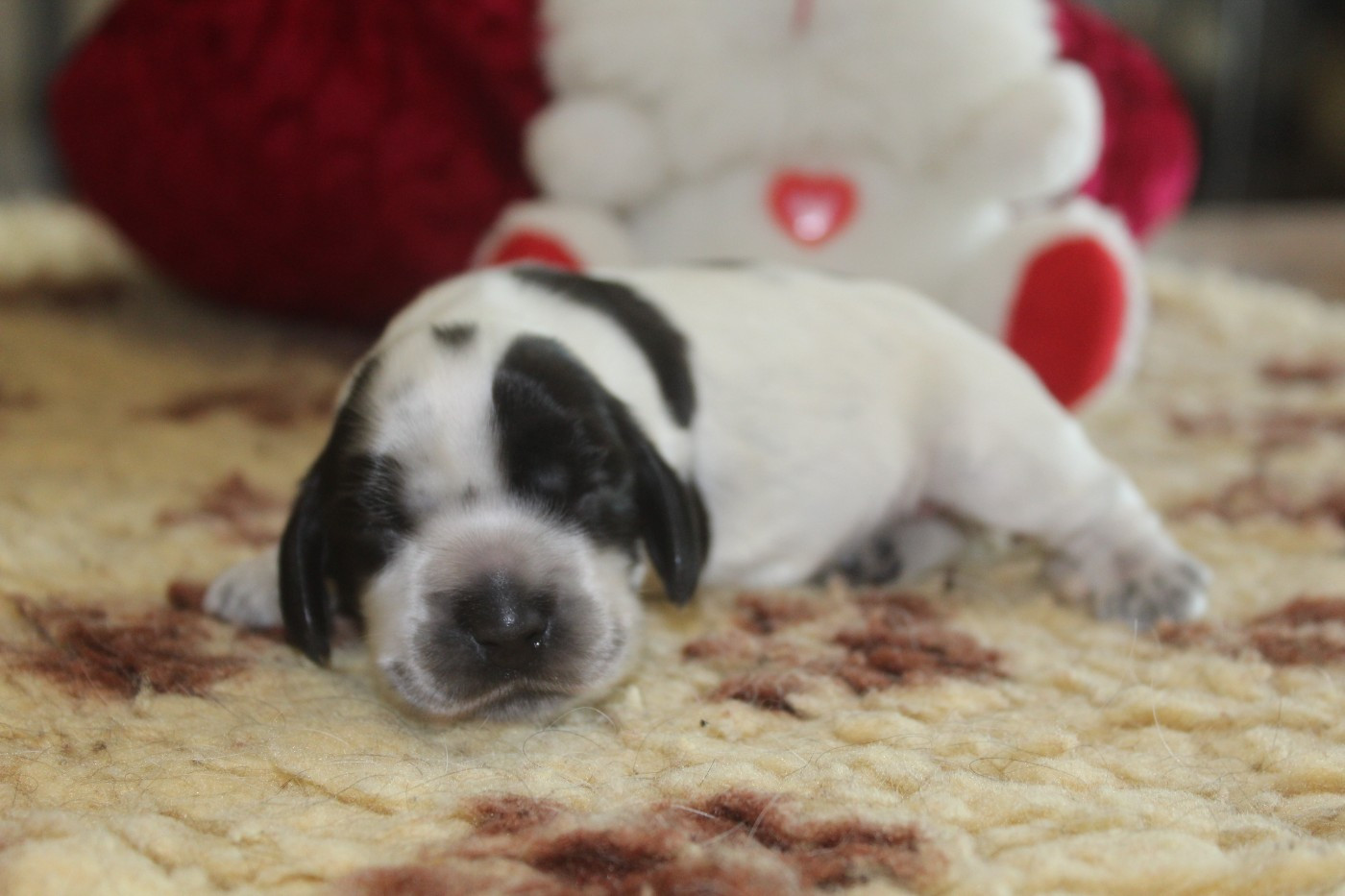 D'Azur Addict - Chiots disponibles - Cocker Spaniel Anglais