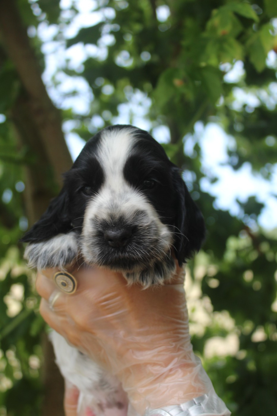 D'Azur Addict - Chiots disponibles - Cocker Spaniel Anglais