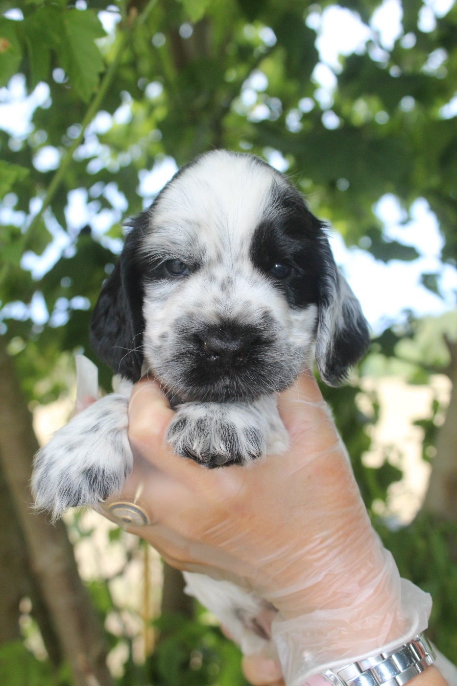 D'Azur Addict - Chiots disponibles - Cocker Spaniel Anglais