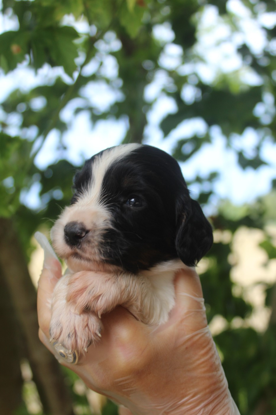 D'Azur Addict - Chiots disponibles - English Springer Spaniel