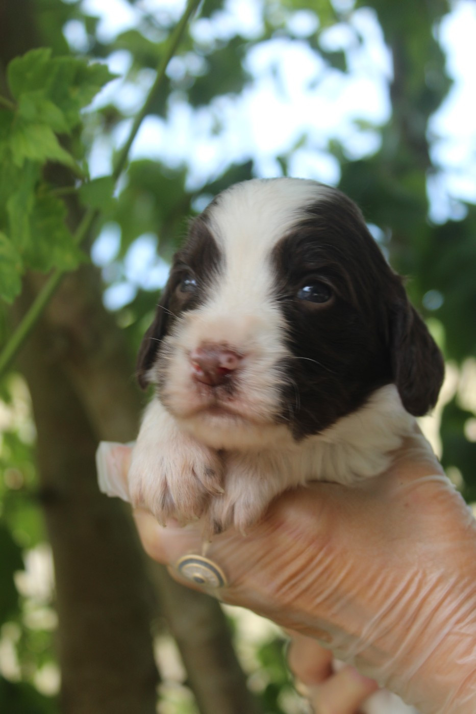 D'Azur Addict - Chiots disponibles - English Springer Spaniel