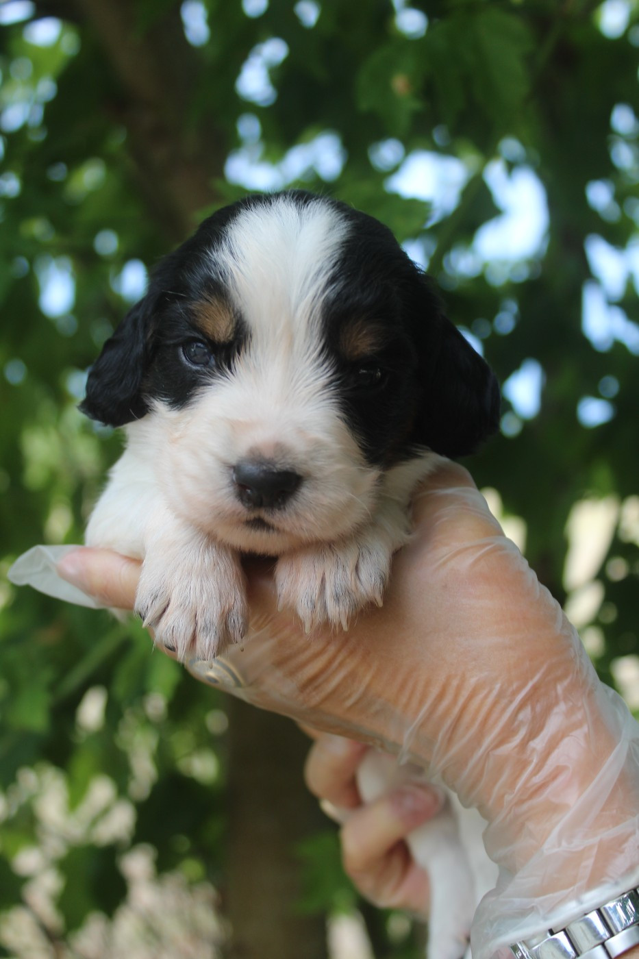D'Azur Addict - Chiots disponibles - English Springer Spaniel