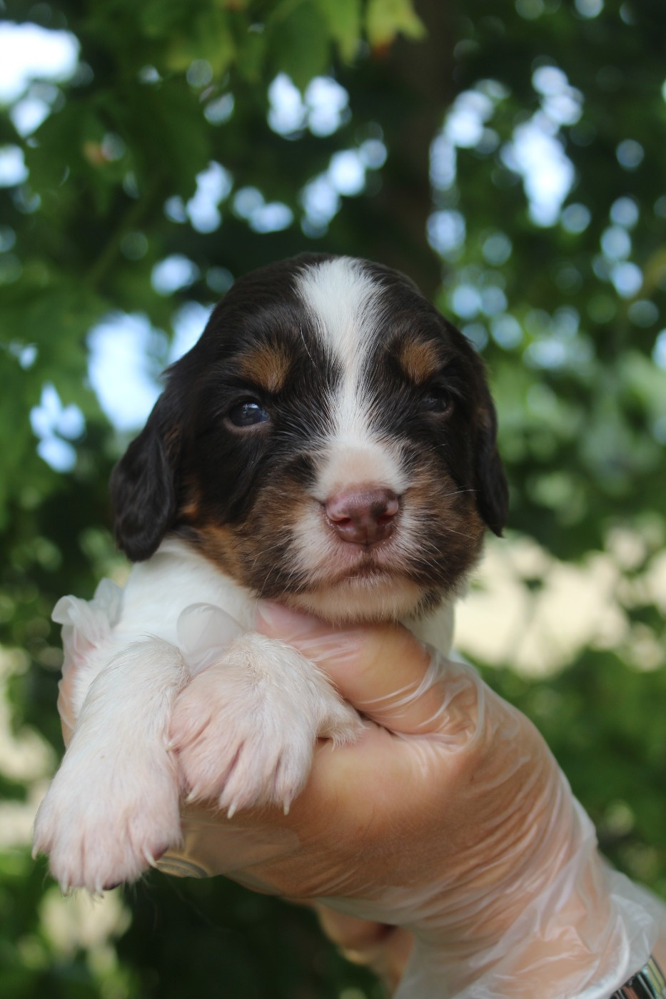 D'Azur Addict - Chiots disponibles - English Springer Spaniel