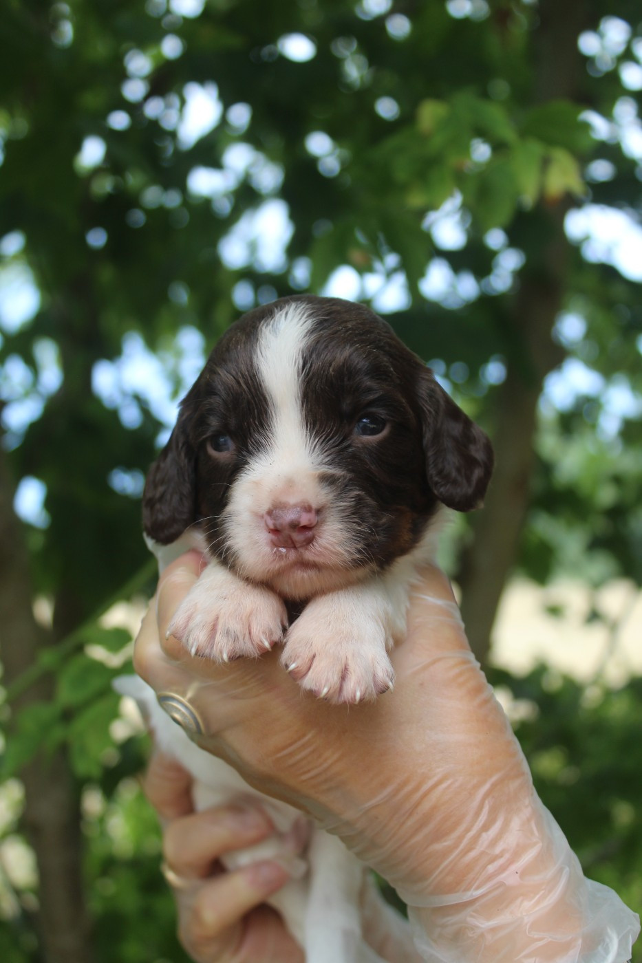 D'Azur Addict - Chiots disponibles - English Springer Spaniel