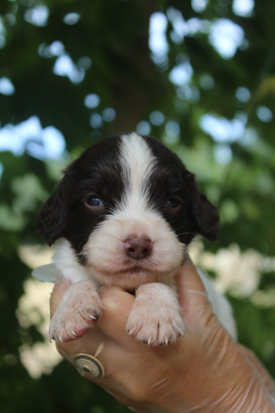 D'Azur Addict - Chiots disponibles - English Springer Spaniel