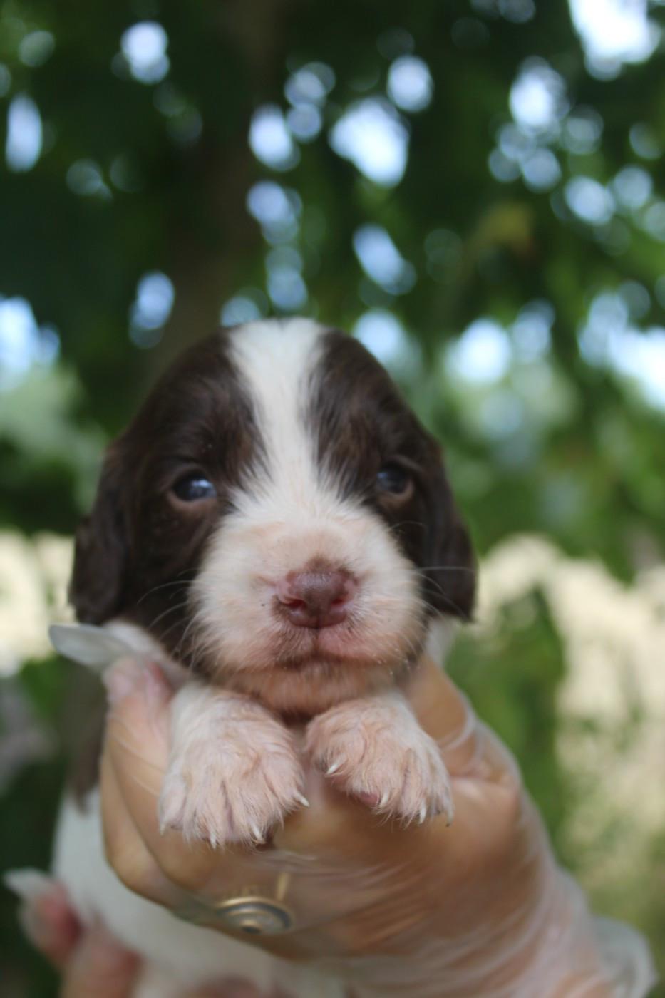 D'Azur Addict - Chiots disponibles - English Springer Spaniel