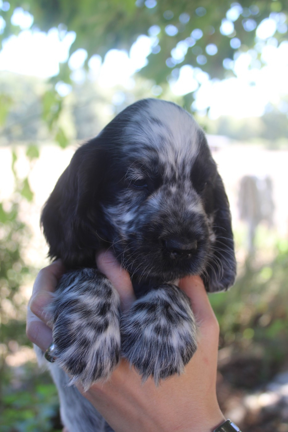 D'Azur Addict - Chiots disponibles - Cocker Spaniel Anglais