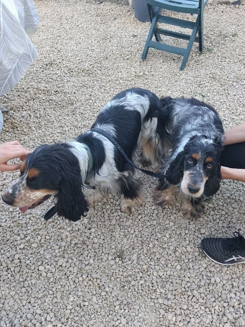 Chiot Cocker Spaniel Anglais D'Azur Addict