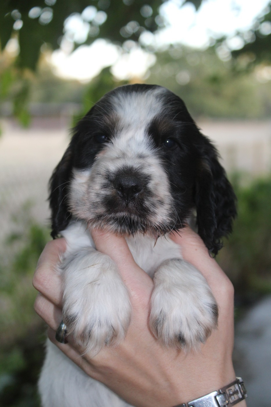 D'Azur Addict - Chiots disponibles - Cocker Spaniel Anglais