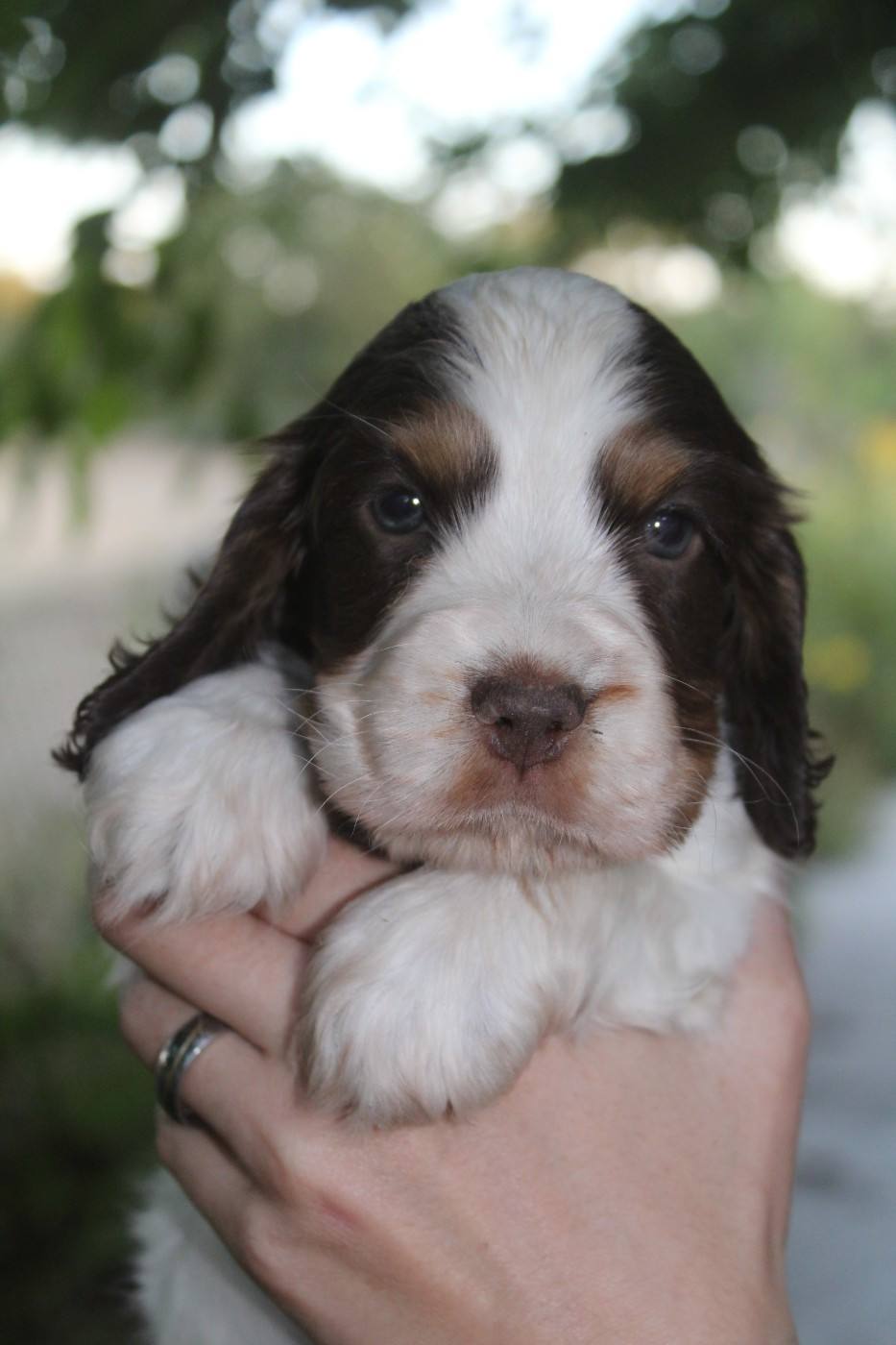 D'Azur Addict - Chiots disponibles - Cocker Spaniel Anglais