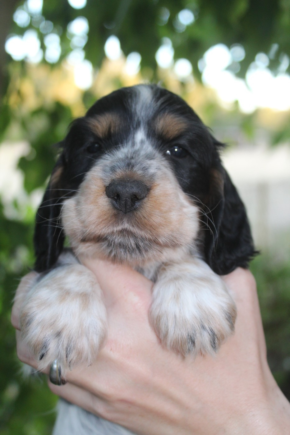 D'Azur Addict - Chiots disponibles - Cocker Spaniel Anglais