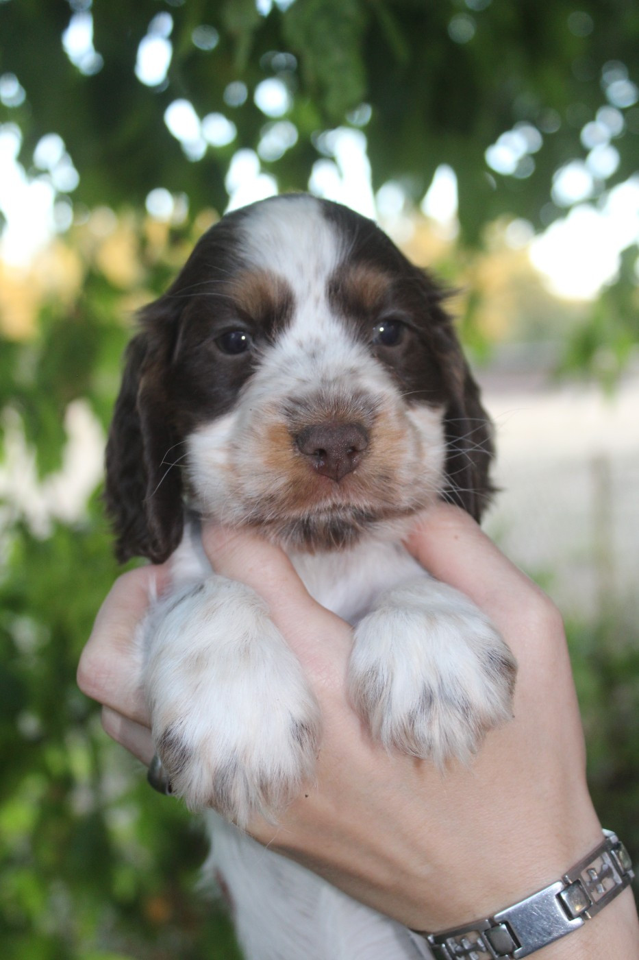 D'Azur Addict - Chiots disponibles - Cocker Spaniel Anglais