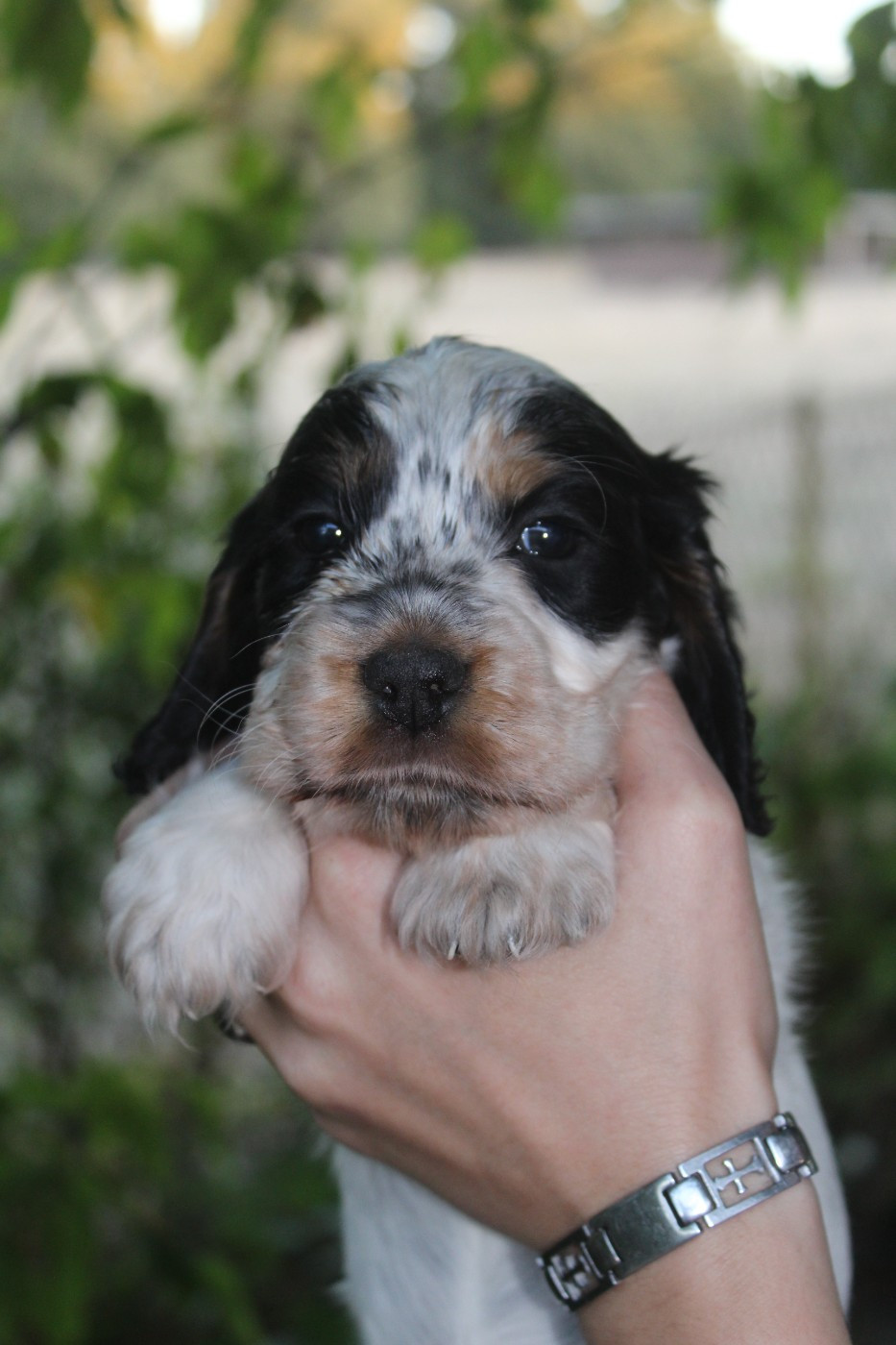 D'Azur Addict - Chiots disponibles - Cocker Spaniel Anglais