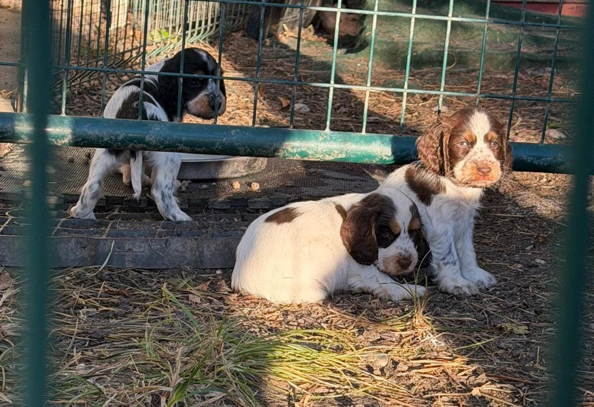 Chiot Cocker Spaniel Anglais D'Azur Addict