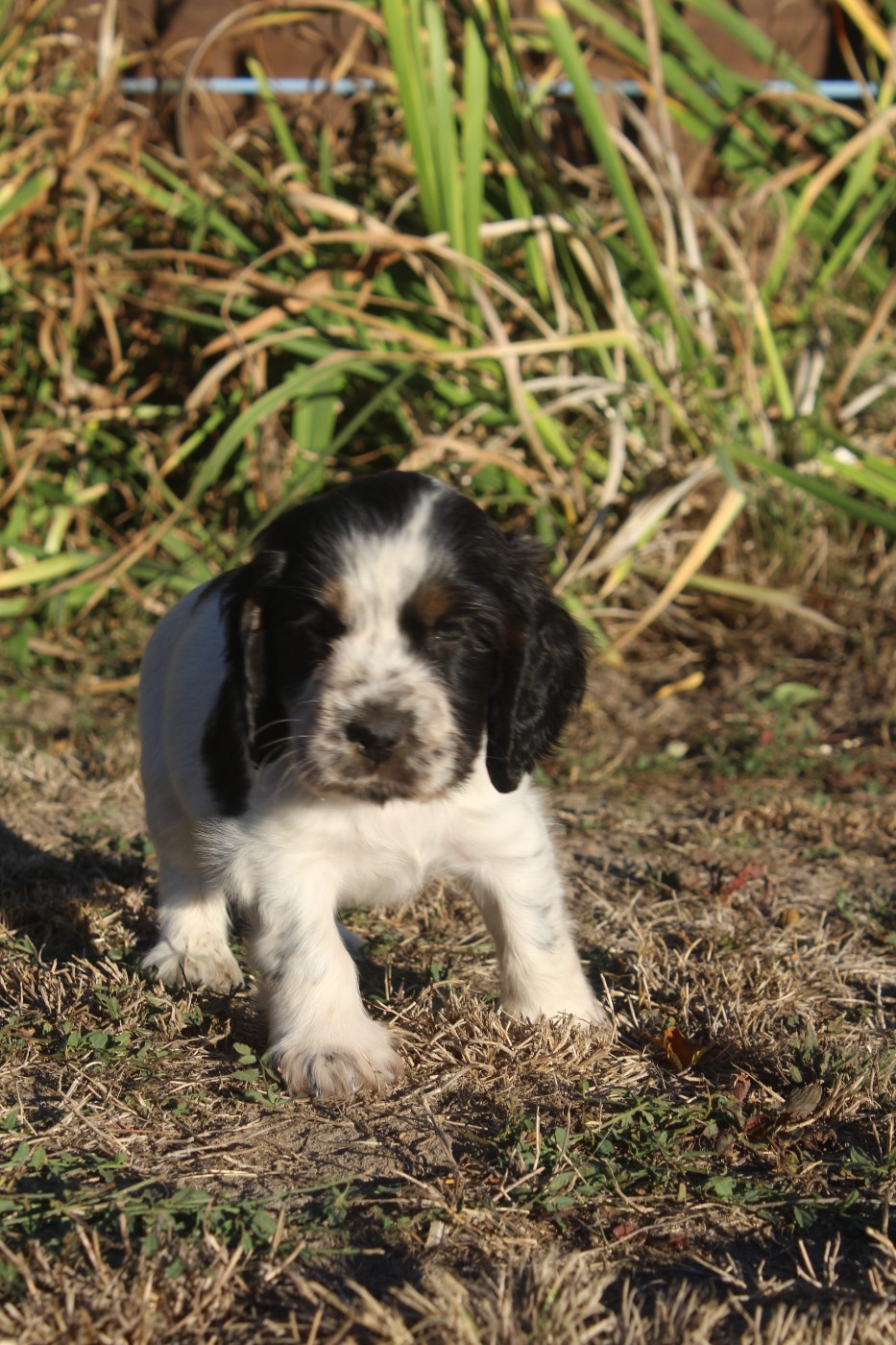 D'Azur Addict - Chiots disponibles - Cocker Spaniel Anglais
