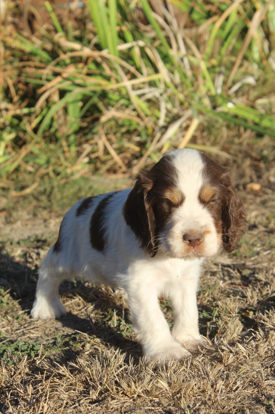 D'Azur Addict - Chiots disponibles - Cocker Spaniel Anglais