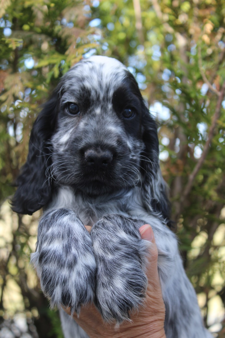 D'Azur Addict - Chiots disponibles - Cocker Spaniel Anglais