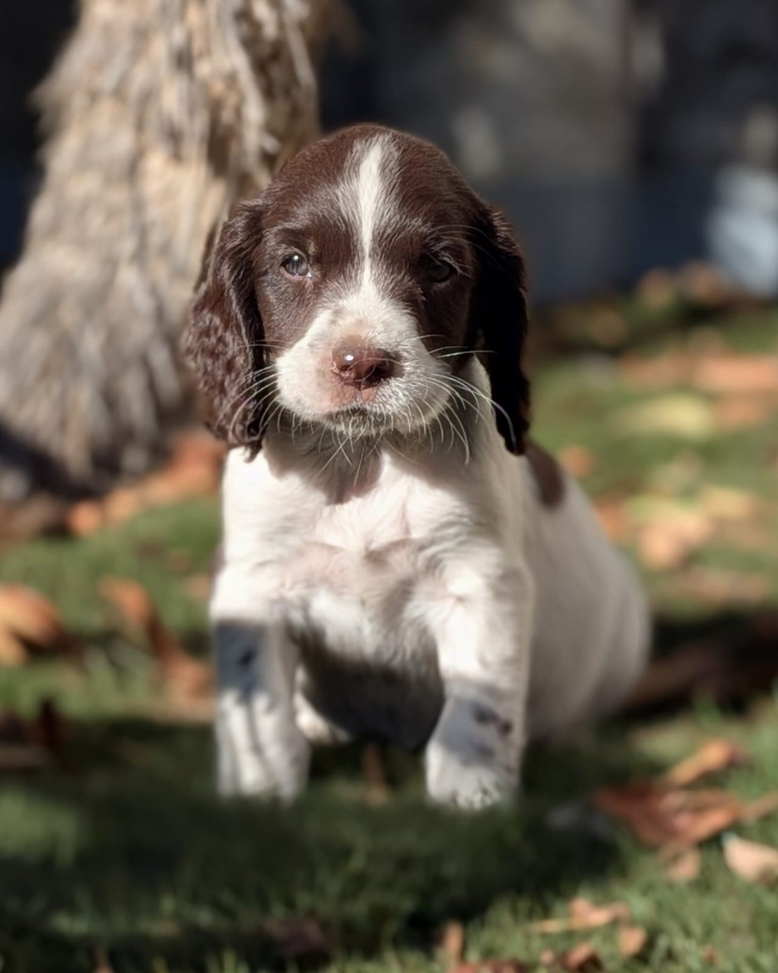 D'Azur Addict - Chiots disponibles - English Springer Spaniel