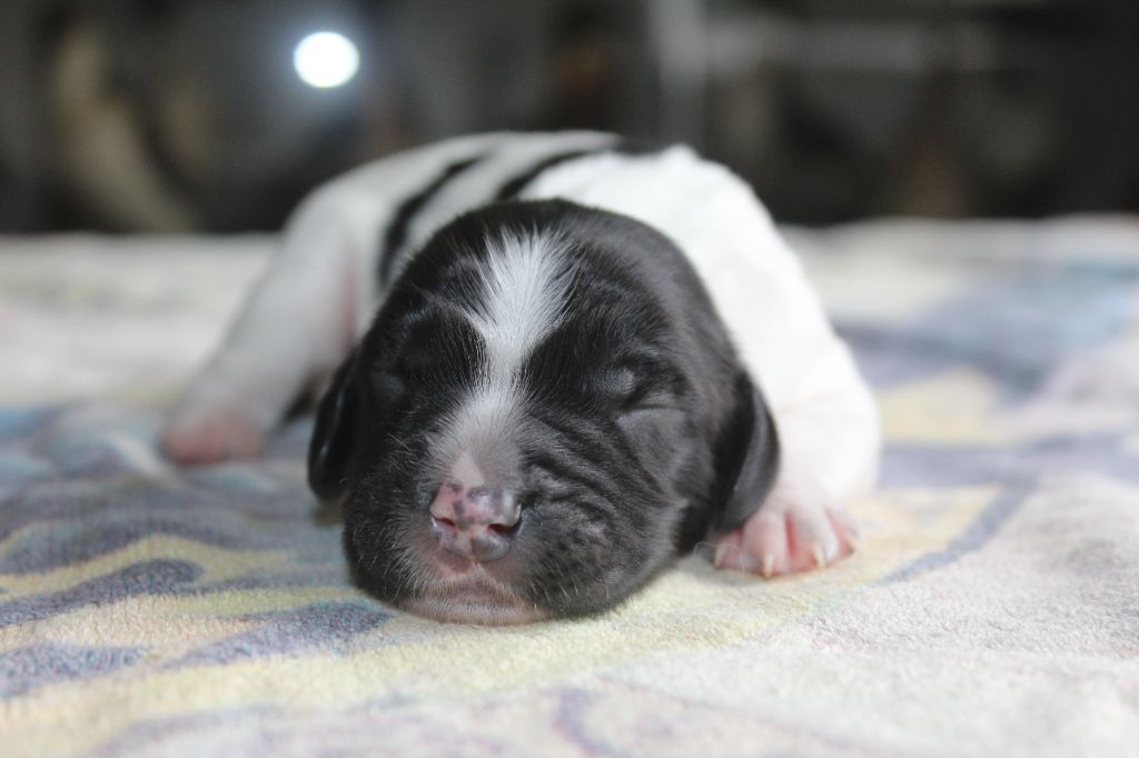 D'Azur Addict - Chiots disponibles - English Springer Spaniel